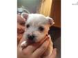 Price: $625
This advertiser is not a subscribing member and asks that you upgrade to view the complete puppy profile for this West Highland White Terrier - Westie, and to view contact information for the advertiser. Upgrade today to receive unlimited