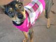 You can fill out an adoption application online on our official website. Pam is a whippet/min-pin mix. She is about a year old. Pam is very playful and her favorite game is tug-of-war. She will make some family such a wonderful pet and deserves all the