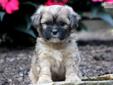 Price: $600
This fluffy Shihpoo puppy will melt your heart! She is family raised with children and will make a wonderful companion. This puppy is vet checked, vaccinated, wormed and health guaranteed. Her personality will win you over! This puppy was born