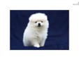 Price: $2000
This advertiser is not a subscribing member and asks that you upgrade to view the complete puppy profile for this Pomeranian, and to view contact information for the advertiser. Upgrade today to receive unlimited access to NextDayPets.com.