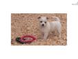 Price: $250
Snowy looked pure white when she was born, but later the cream/tan spots began to appear. She loves to be carried around and cuddled. She would probably go everywhere with you. Her mom is a Chihuahua Dachshund and her dad is a Pomeranian