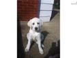 Price: $1300
This advertiser is not a subscribing member and asks that you upgrade to view the complete puppy profile for this Labrador Retriever, and to view contact information for the advertiser. Upgrade today to receive unlimited access to
