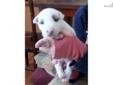 Price: $1500
White female bull terrier. Can be seen at Singletree Stables in Wichita, Ks. Call Joan @ 316 207-9513 or Jill @ 316 393-6116. email is . Web site is singletreestables.com.
Source: http://www.nextdaypets.com/directory/dogs/05ba6c63-3071.aspx