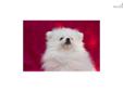 Price: $3000
This advertiser is not a subscribing member and asks that you upgrade to view the complete puppy profile for this Pomeranian, and to view contact information for the advertiser. Upgrade today to receive unlimited access to NextDayPets.com.