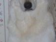 This is a courtesy post. Helping Shepherds of Every Color has not personally evaluated this dog. Please contact meredithwil@gmail.com for more information. Shelby is located near Birmingham, AL. This is Shelby. A pure breed white German Shepherd Dog.