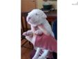 Price: $1500
White female bull terrier. Can be seen at Singletree Stables in Wichita, Ks. Call Joan @ 316 207-9513 or Jill @ 316 393-6116. email is . Web site is singletreestables.com.
Source: http://www.nextdaypets.com/directory/dogs/d597a50d-af41.aspx