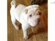 Price: $1200
This advertiser is not a subscribing member and asks that you upgrade to view the complete puppy profile for this Chinese Shar-Pei, and to view contact information for the advertiser. Upgrade today to receive unlimited access to