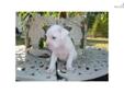 Price: $500
I have one white male that is full of love andÂ affectionÂ for his new family. He is healthy and will be ready for his new home end of October .
Source: http://www.nextdaypets.com/directory/dogs/d324ca3a-39f1.aspx