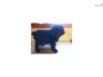 Price: $600
Black Female 8wks old. The mother is registered AKC Wheaten Terrier. The father is registered AKC Standard Poodle. She is super playful.
Source: http://www.nextdaypets.com/directory/dogs/da903fd4-9b41.aspx