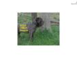 Price: $3500
This advertiser is not a subscribing member and asks that you upgrade to view the complete puppy profile for this Neapolitan Mastiff, and to view contact information for the advertiser. Upgrade today to receive unlimited access to