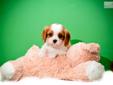 Price: $595
FOR THE ABOVE PRICE TO BE VALID PUPPY MUST BE SHIPPED USING COUPON CODE FLY. <--visit our site to view all our pups William is our CAVALIER KING CHARLES SPANIEL FOR ADOPTION NEAR DAYTON OHIO!!!! William just wants to be loved and snuggled with