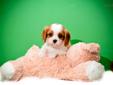 Price: $595
FOR THE ABOVE PRICE TO BE VALID PUPPY MUST BE SHIPPED USING COUPON CODE FLY. <---visit our site to view all our pups BUY our CAVALIER KING CHARLES SPANIEL PUPPY FOR SALE NEAR AKRON OHIO!!!! Elizabeth will put a smile on your face no matter