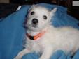Price: $400
Willie is a 10 week old Male Westie born on December 13, 2012. He was the smallest in the litter. He was vet checked and passed with flying colors. He has had two shots now and comes with full APRI registration and a written health guarantee.
