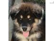 Price: $1050
This advertiser is not a subscribing member and asks that you upgrade to view the complete puppy profile for this Alaskan Malamute, and to view contact information for the advertiser. Upgrade today to receive unlimited access to