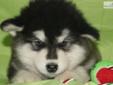 Price: $1250
This advertiser is not a subscribing member and asks that you upgrade to view the complete puppy profile for this Alaskan Malamute, and to view contact information for the advertiser. Upgrade today to receive unlimited access to