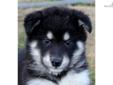 Price: $950
This advertiser is not a subscribing member and asks that you upgrade to view the complete puppy profile for this Alaskan Malamute, and to view contact information for the advertiser. Upgrade today to receive unlimited access to