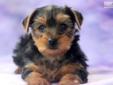 Price: $750
This little Yorkie puppy is vet checked, vaccinated, wormed and comes with a 1 year genetic health guarantee. She is a little on the shy side, but warms up quickly! Please contact us for more information or check out our website at
