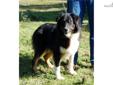 Price: $400
Willy is a handsome young dog - he was sold as an 8 week old pup and was happy on a neighboring ranch. happily helping his owner manage the horses when he (the owner) passed away! Now He is back on the farm hoping someone else has need of a
