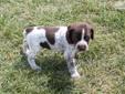 Price: $650
Ready Now!We have several litters to choose from with "Top of the line pedigree's". Over 23 yrs. experience breeding/training bird dogs! We have males and females to choose from with coat colors of both liver/roan and liver & white ticked.