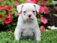 Price: $1595
This handsome Bulldog mix puppy will melt your heart. His momma is an Olde English Bulldogge and his daddy is a French Bulldog. This puppy is vet checked, vaccinated, wormed and comes with a 1 year genetic health guarantee. He is a little