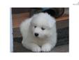 Price: $1200
This advertiser is not a subscribing member and asks that you upgrade to view the complete puppy profile for this Samoyed, and to view contact information for the advertiser. Upgrade today to receive unlimited access to NextDayPets.com. Your