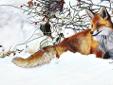 Winter's Red Beauty | Artist Tami Elise
Winter's Red Beauty | Artist Tami Elise
Â© Copyright 2011 - all images and content are the properties of their respective owners.
"An acquaintance of mine had a photo series of adorable red foxes, playing around in