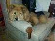 Price: $450
This advertiser is not a subscribing member and asks that you upgrade to view the complete puppy profile for this Chow Chow, and to view contact information for the advertiser. Upgrade today to receive unlimited access to NextDayPets.com. Your
