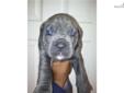 Price: $1500
This advertiser is not a subscribing member and asks that you upgrade to view the complete puppy profile for this Cane Corso Mastiff, and to view contact information for the advertiser. Upgrade today to receive unlimited access to