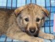 Price: $500
This is a grizzle gray female wolf dog puppy. She was born June 19th and will be ready for her new home July 31st.She will be up to date with her shots and de-wormed before going to her new home. Raised with small children, very social, happy,