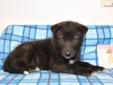 Price: $500
This is a black phase female wolf dog puppy. She was born June 19th and will be ready for her new home July 31st.She will be up to date with her shots and de-wormed before going to her new home. Raised with small children, very social, happy,