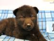 Price: $500
This is a black phase male wolf dog puppy. He was born June 19th and will be ready for his new home July 31st. He will be up to date with his shots and de-wormed before going to his new home. Raised with small children, very social, happy, and
