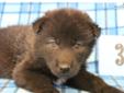 Price: $500
This is a black phase male wolf dog puppy. He was born June 19th and will be ready for his new home July 31st. He will be up to date with his shots and de-wormed before going to his new home. Raised with small children, very social, happy, and