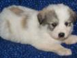 Price: $450
Rocky, is pure bred Great Pyrenees. I have both his parents, they are wonderful guard dogs on our ranch with our sheep/goats. He will come current on all his puppy shots and dewormed. He has a very sweet personality. Will be ready anytime