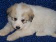Price: $450
Jeff, is pure bred Great Pyrenees. I have both his parents, they are wonderful guard dogs on our ranch with our sheep/goats. He will come current on all his puppy shots and dewormed. He has a very sweet personality. Will be ready anytime after