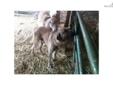 Price: $750
This advertiser is not a subscribing member and asks that you upgrade to view the complete puppy profile for this Anatolian Shepherd, and to view contact information for the advertiser. Upgrade today to receive unlimited access to