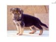 Price: $1400
This advertiser is not a subscribing member and asks that you upgrade to view the complete puppy profile for this German Shepherd, and to view contact information for the advertiser. Upgrade today to receive unlimited access to