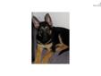 Price: $900
This advertiser is not a subscribing member and asks that you upgrade to view the complete puppy profile for this German Shepherd, and to view contact information for the advertiser. Upgrade today to receive unlimited access to