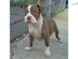 Price: $2500
WORLD FAMOUS GR.CH.DAX PUP FOR SALE Born May 8th, 2013: The sire : GR.CH. DAX The Dam : TRINITY 14 inch?s short, 23 inch head ,Short back, 65 lbs Trinity is off BIG SLICK'S CESAR x CHAVEZ BULLYCAMP'S SNICKERS Romeo son to a Heart breaker