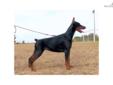 Price: $2500
Now taking deposits Youth Champion India Betelges X CH Uragan Best of Island IPO1 ZTP India and Priss are arguably two of the best dogs I have ever had in my kennel, coming from the Famous Obi WanKenobe and Medeia Betelges. They bring great