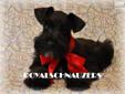 Price: $2000
TY AND TUX ARE FANTASTIC!!! THEY ARE CALM AND SQUARE AND VERY LOVING. THE PARENTS ARE AKC MEGACOATED TOY MINIATURE SCHNAUZERS. THE COATS ARE SO LUSH AND THICK AND THE COLOR IS SUCH A DARK RICH BLACK. THEY DEFINATELY ARE SHOW STOPPERS! IF YOU