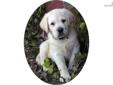 Price: $1500
WOW! WHAT A PUPPY!!! Tonka is the mellow fellow you've been waiting for, the largest pup in his litter, put together beautifully with no one part taking precedent over another. Puppy is stout, strong and muscular with heavy bone, a broad