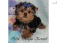 Price: $800
VIDEO OF THIS ADORABLE LITTLE BOY IS AVAILABLE ON THE WEB AT: www.newdesignskennel.com. Wrigley is a sweet little boy who will grow up to be a lovely Yorkie boy! He's soft, sweet, friendly, outgoing and playful. He's guaranteed to bring a