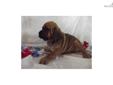 Price: $695
THIS IS JUST ADORABLE!! THESE'S PUGGLE ARE FULL OR WRINKLES!!! MORE INFO CALL ME 561-674-8864
Source: http://www.nextdaypets.com/directory/dogs/8092b0f3-e1c1.aspx