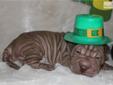 Price: $1200
Patrick has been sold. This little leprechaun has found a home with Pam in VA. Congratulations!TOP O' THE MORNING! PATRICK IS AN EXTREMELY WRINKLED CHOCOLATE TOY SHAR-PEI. IF YOU ARE LOOKING FOR WRINKLES, HE IS YOUR LAD. NO ONE CAN RESIST HIS