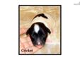 Price: $350
"Cricket" is a white whith black markings powderpuff female. She was born May 8th and will be ready to go June 26th. For more information call me at 479-216-2198.
Source: http://www.nextdaypets.com/directory/dogs/45ad518a-b651.aspx