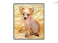 Price: $700
Amalia - slate very hairy hairless female. She is very petite; estimating 7 lbs fully grown but she is a firecracker! Full of personality and fun! Perfect companion for an active family. $700 without registration or $1500 with AKC registration
