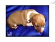 Price: $700
Twill- red/wht male. Show quality. Will be petite. $700 AKC
Source: http://www.nextdaypets.com/directory/dogs/504fa818-11f1.aspx