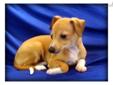 Price: $800
Barchetta is a red female with white markings. Show quality. Champion bloodlines. Ready to go April 28. $800. Barchetta has a quiet and calm personality. Loves to cuddle. I believe she will be a quick learner like her mama.
Source: