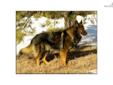 Price: $1250
Schlossfelsen is a Longcoat German Shepherd Breeder. We have been breeding for 15 yrs, and we have centered our program around the Absolutely Beautiful German Showlines. Germany has had breeder restrictions in place for a very long time. We