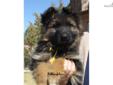 Price: $1250
Schlossfelsen is a Longcoat German Shepherd Breeder. We have been breeding for 15 yrs, and we have centered our program around the Absolutely Beautiful German Showlines. We feel Germany gives us a healthier, more stable dog. We also do